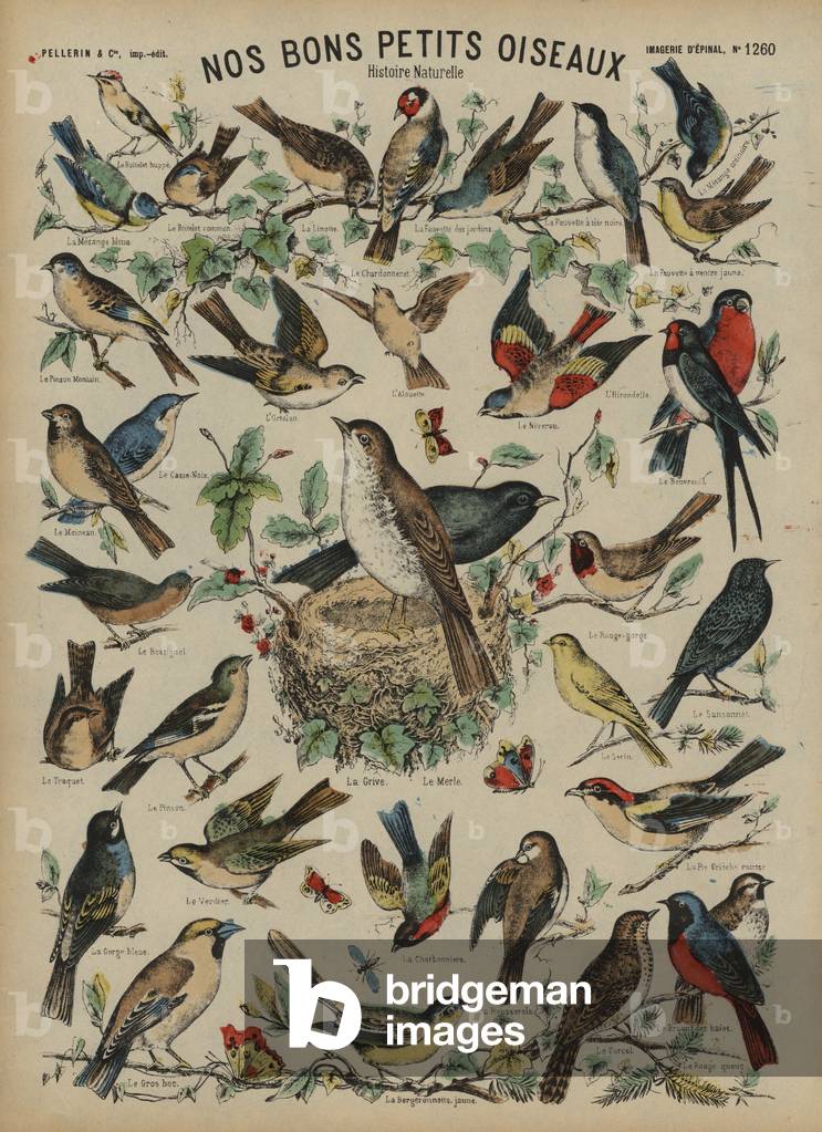 Wild birds (coloured engraving)