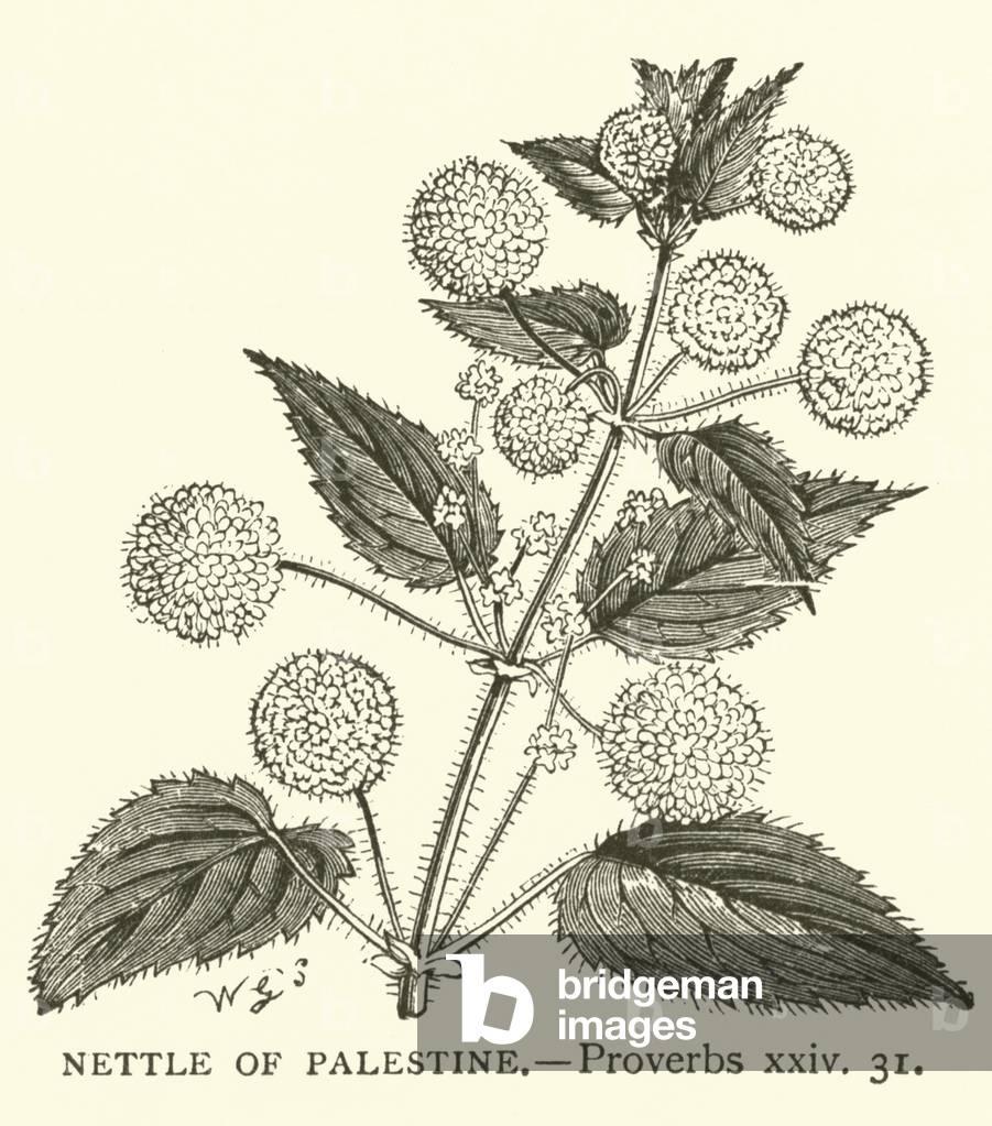 Nettle of Palestine, Proverbs, xxiv, 31 (engraving)
