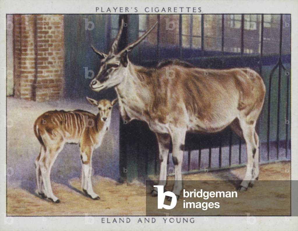 Zoo babies: Eland and Young (photo)