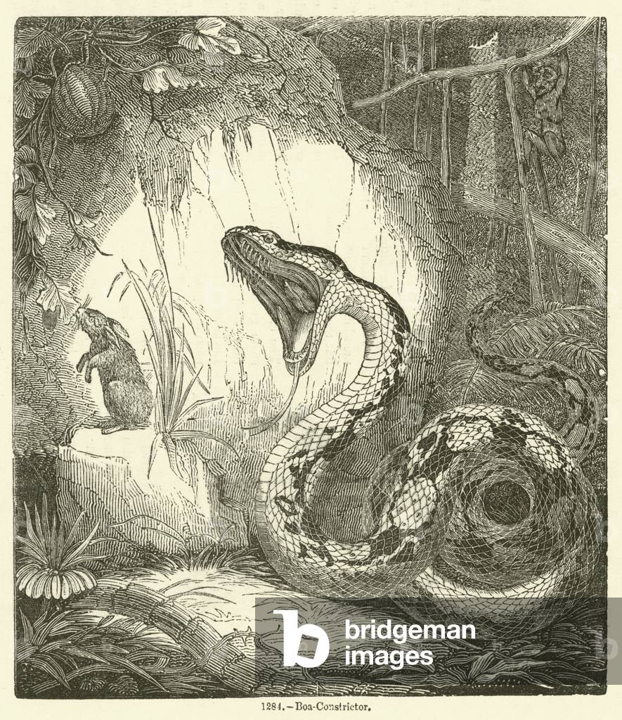 Boa-Constrictor (engraving)