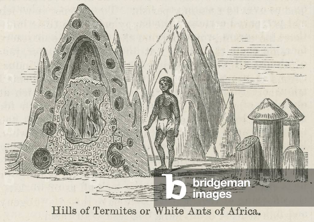 Hills of termites or white ants of Africa (engraving)