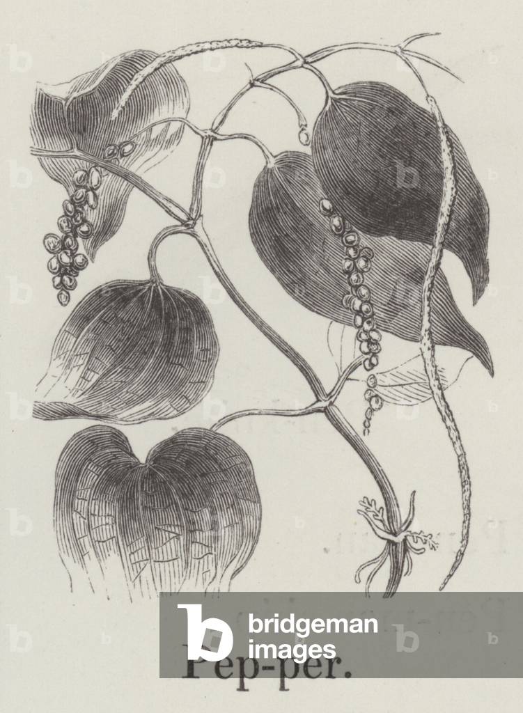 Pepper (engraving)