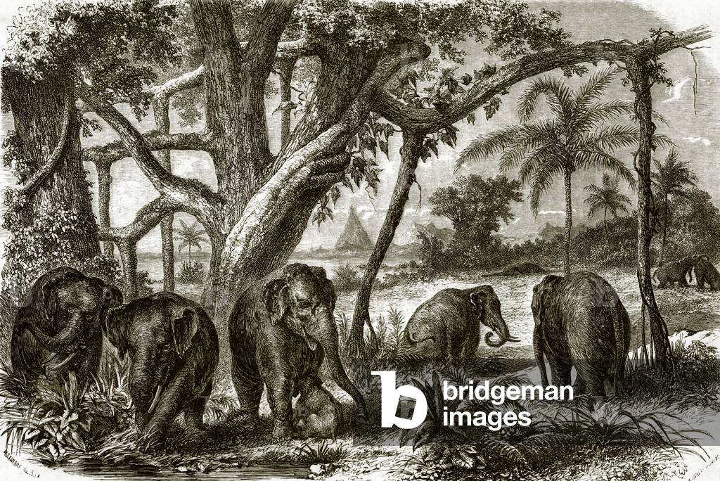 A forest in Ceylon