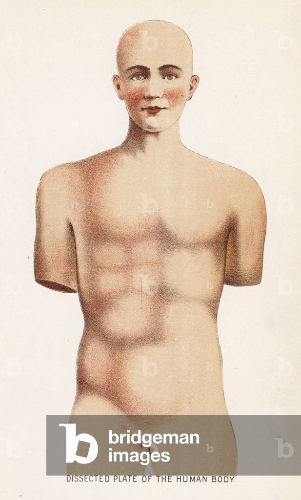 Dissected plate of the human body (colour litho)