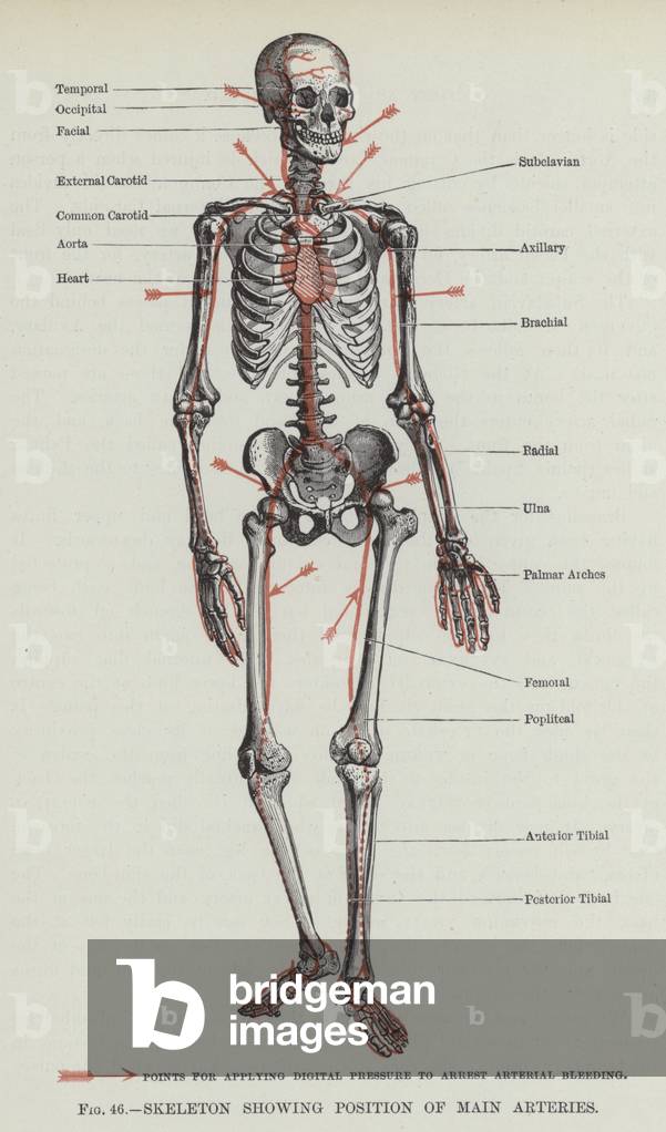 Skeleton showing position of Main Arteries (engraving)