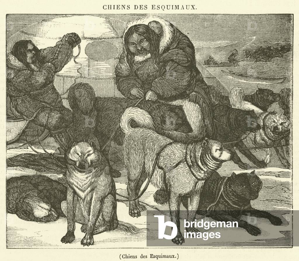 Chiens des Esquimaux (engraving)