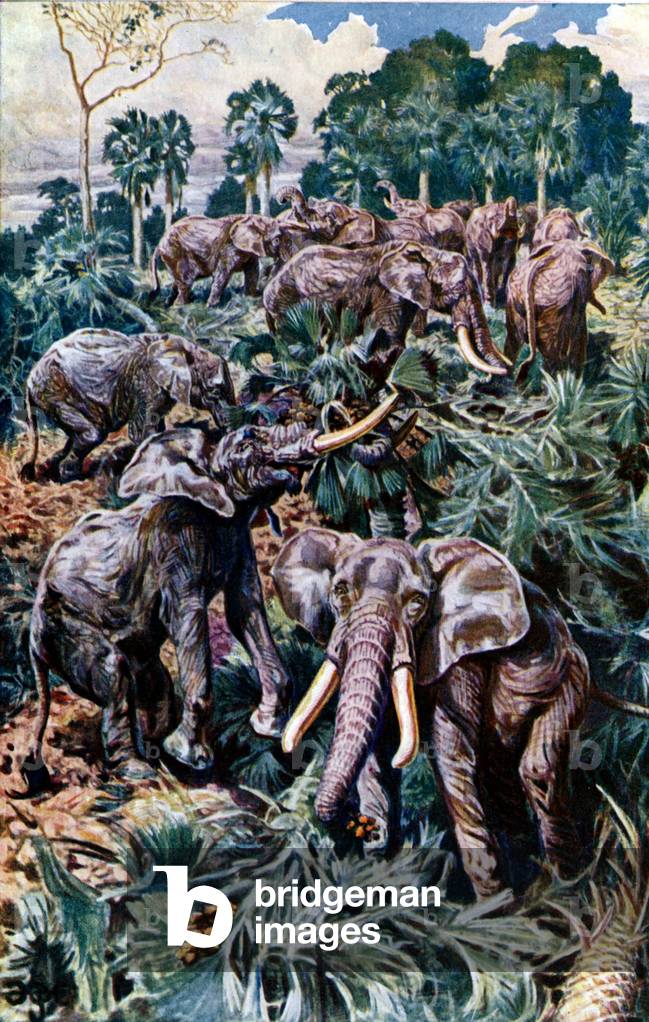 Elephants destroying a Palm Grove
