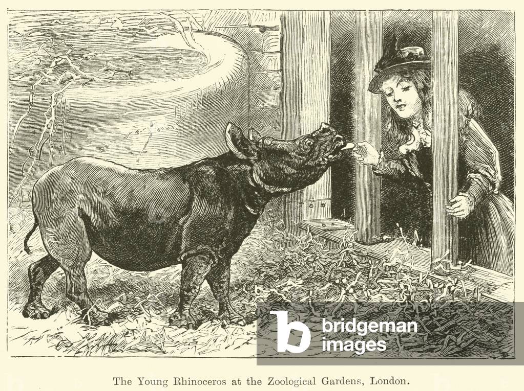 The Young Rhinoceros at the Zoological Gardens, London (engraving)