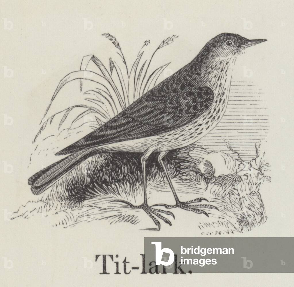 Titlark (engraving)