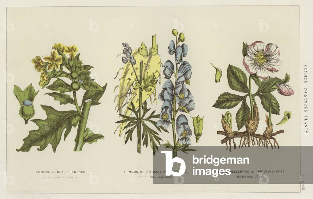 Common poisonous plants (engraving)