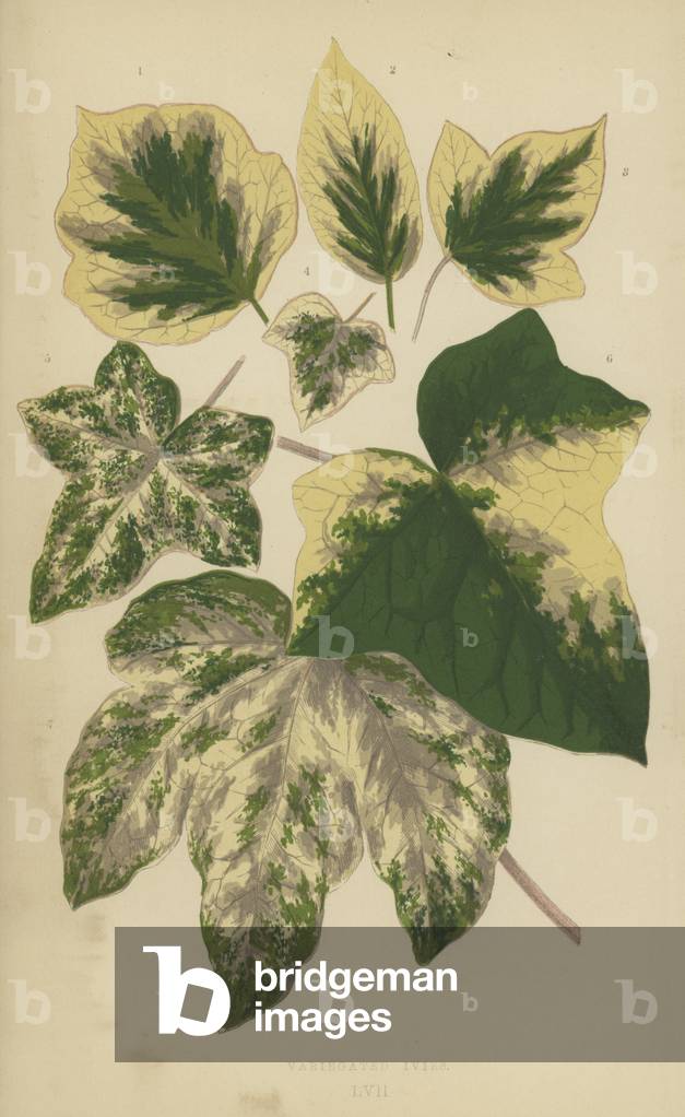 Variegated Ivies (chromolitho)