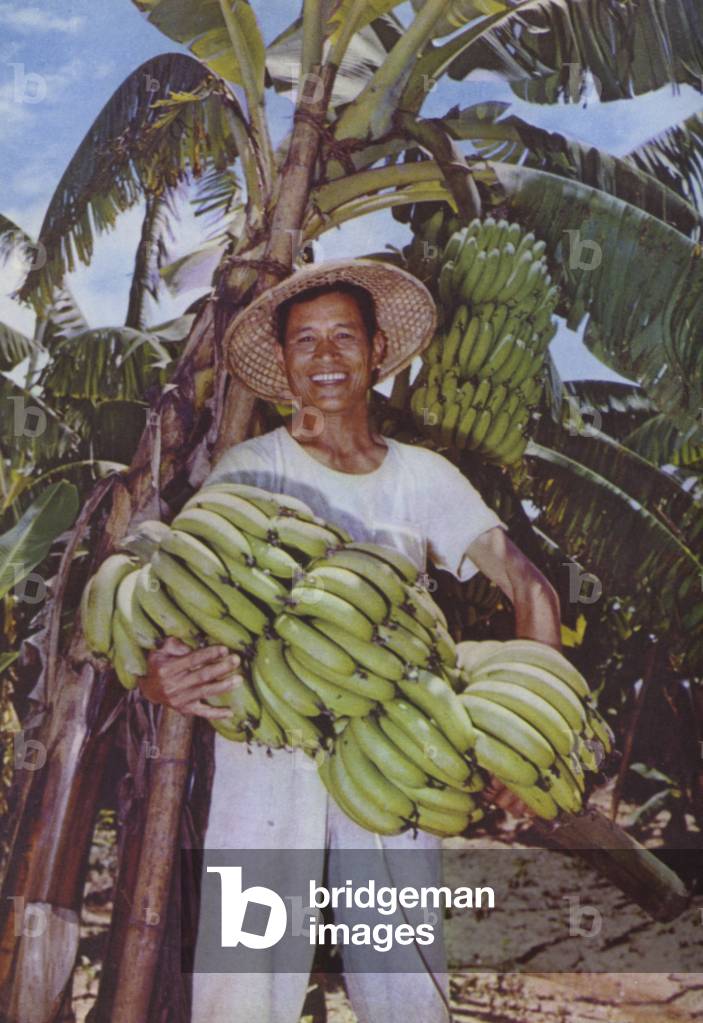 Taiwan: Banana Harvest, 1962 (photo)