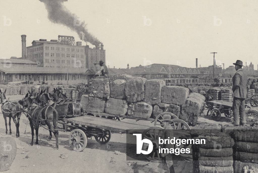New Orleans: Loading Cotton on the Levee (b/w photo)