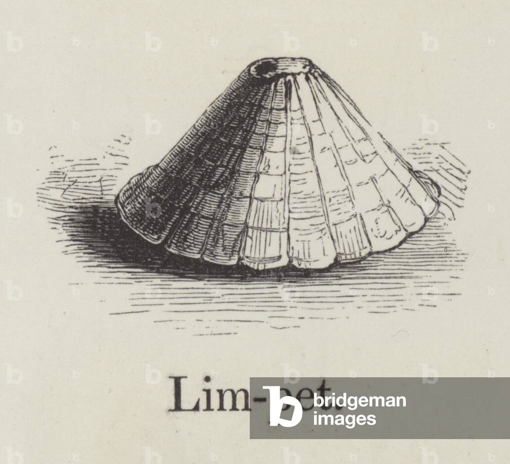 Limpet (engraving)