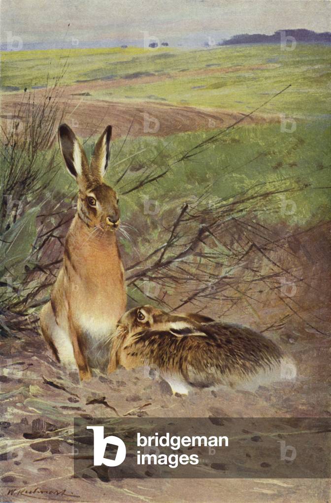 Hare (colour litho)