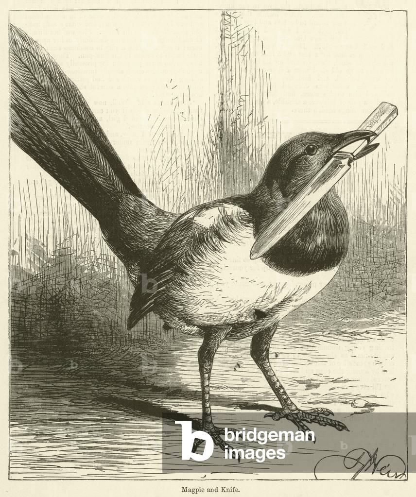 Magpie and Knife (engraving)