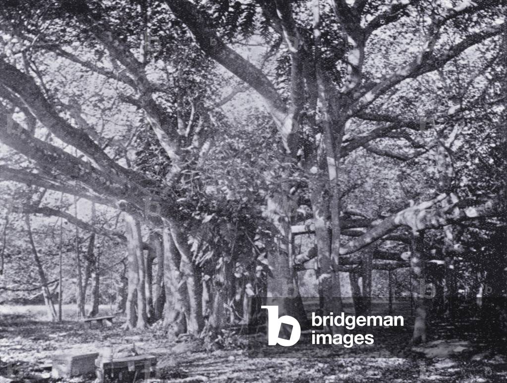 Calcutta: The Banyan Tree (b/w photo)
