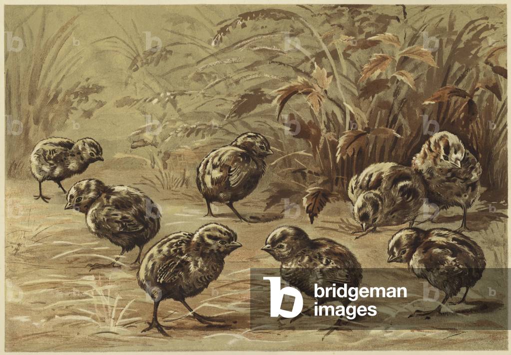 Mother partridge (litho)