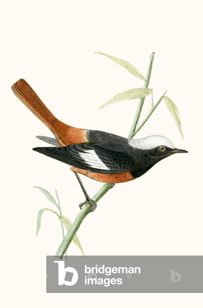 Guldenstadt's Redstart, illustration from 'A History of the Birds of Europe Not Observed in the British Isles' by Charles Robert Bree (1811-86), published 1867 (colour litho)