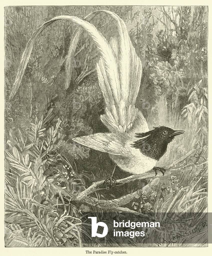 The Paradise Fly-catcher (engraving)