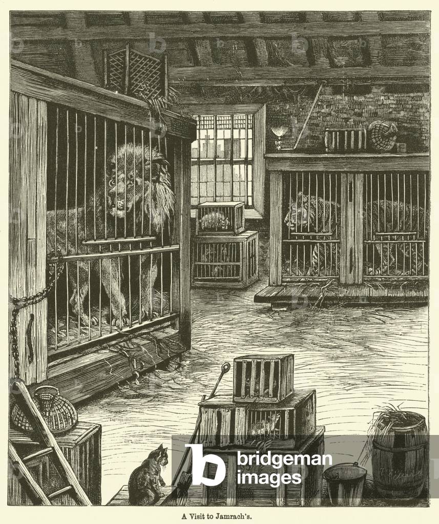 A Visit to Jamrach's (engraving)