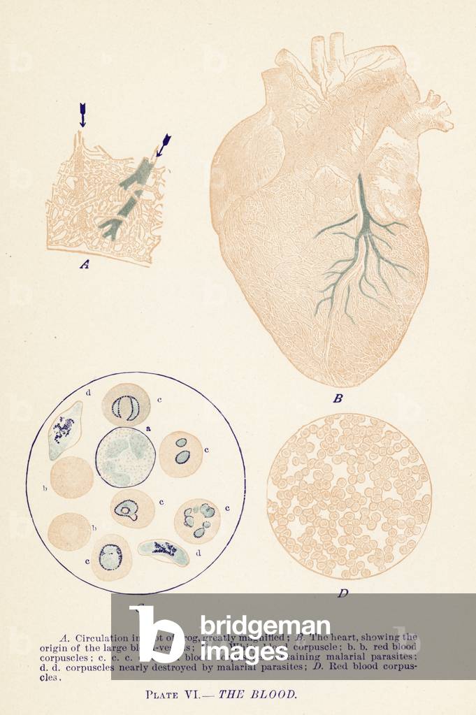 The Blood (colour litho)