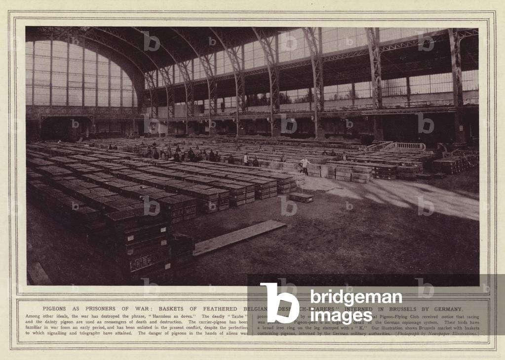 Pigeons as prisoners of war, baskets of feathered Belgian despatch-bearers interned in Brussels by Germany (b/w photo)