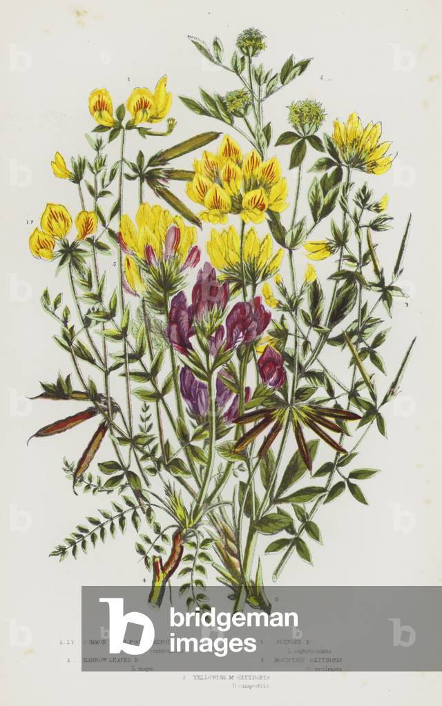 The Flowering Plants of Great Britain, c.1880 (litho)