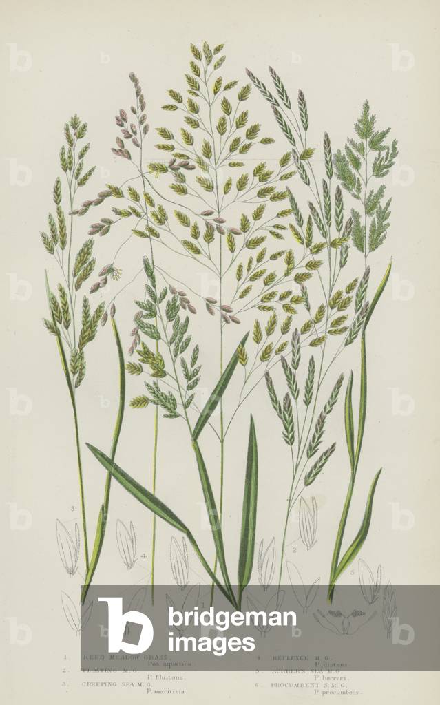 Reed Meadow Grass, Floating Meadow Grass, Creeping Sea Meadow Grass, Reflexed Meadow Grass  (colour litho)