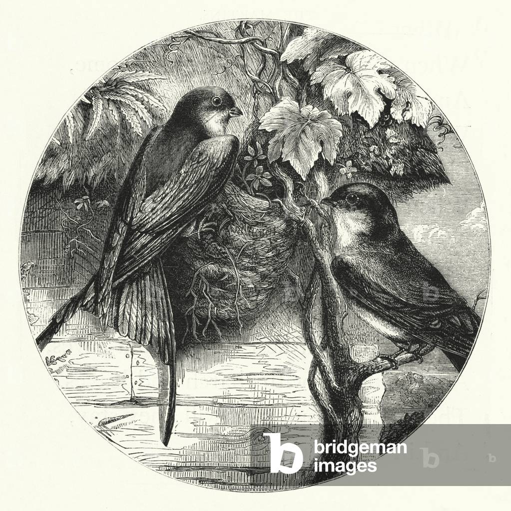 The Martins (engraving)