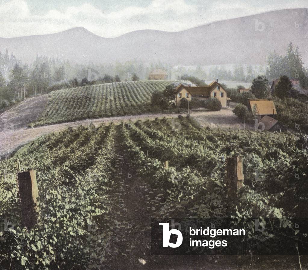 Oregon: Diversified Farming in Willamette Valley (photo)