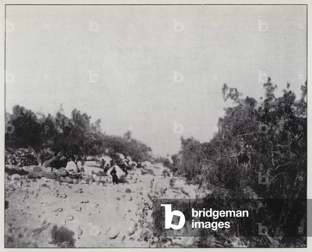 Engaddi, the oasis (b/w photo)