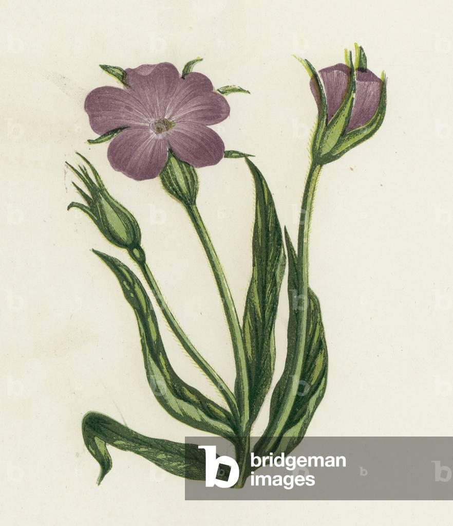 Corn-Cockle, Agrostemma Githago (colour litho)