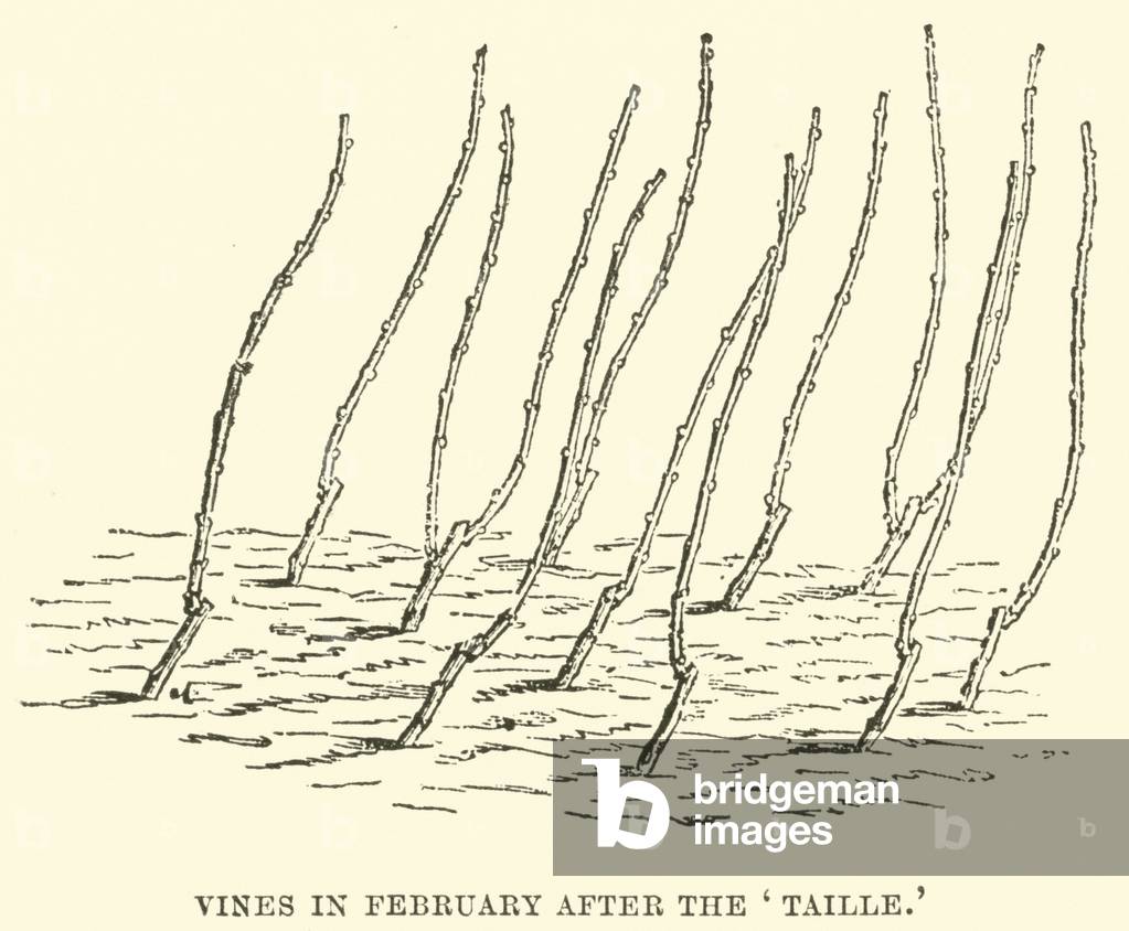 Vines in February after the 'Taille' (engraving)