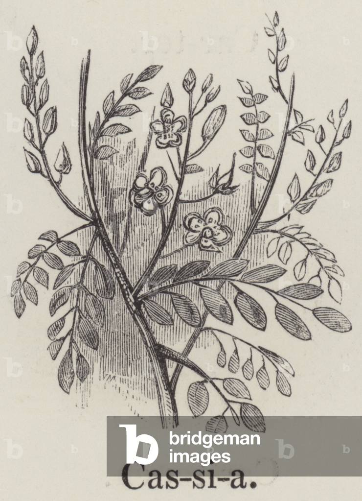 Cassia (engraving)
