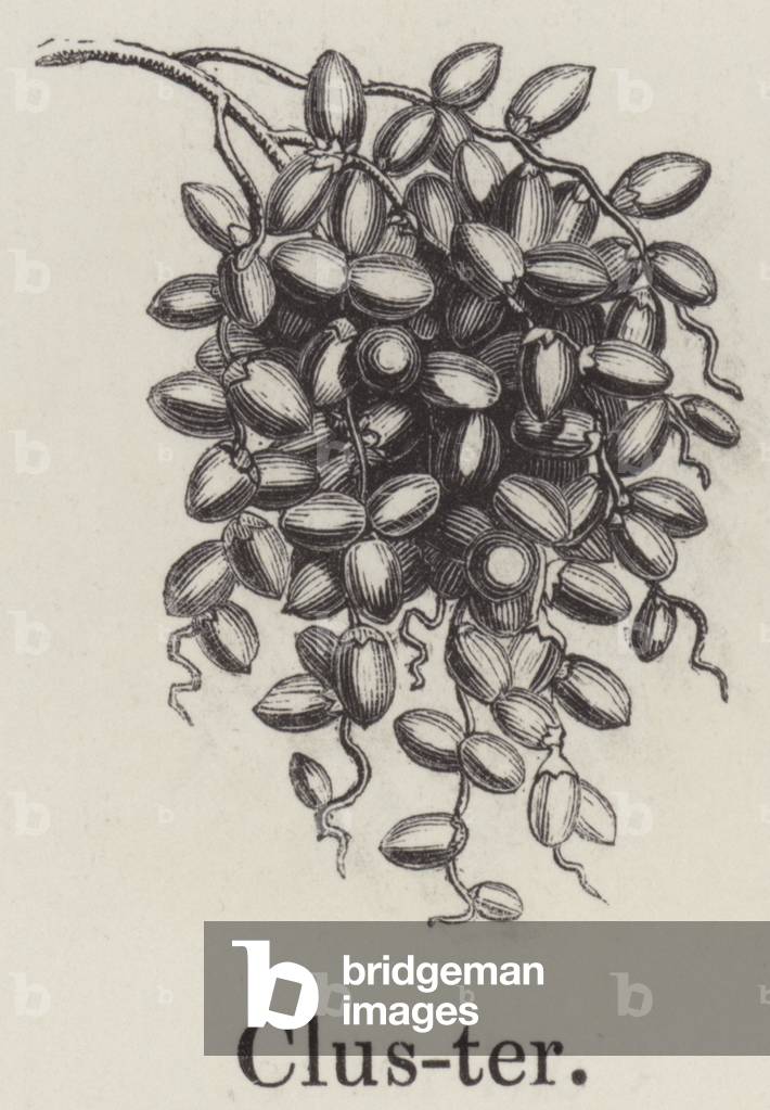 Cluster (engraving)