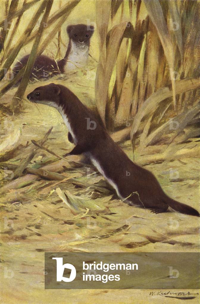 Weasel (colour litho)