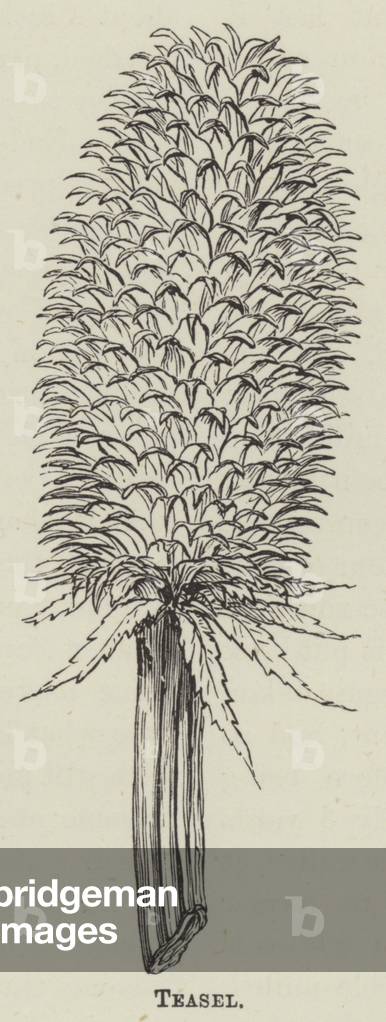 Teasel (engraving)