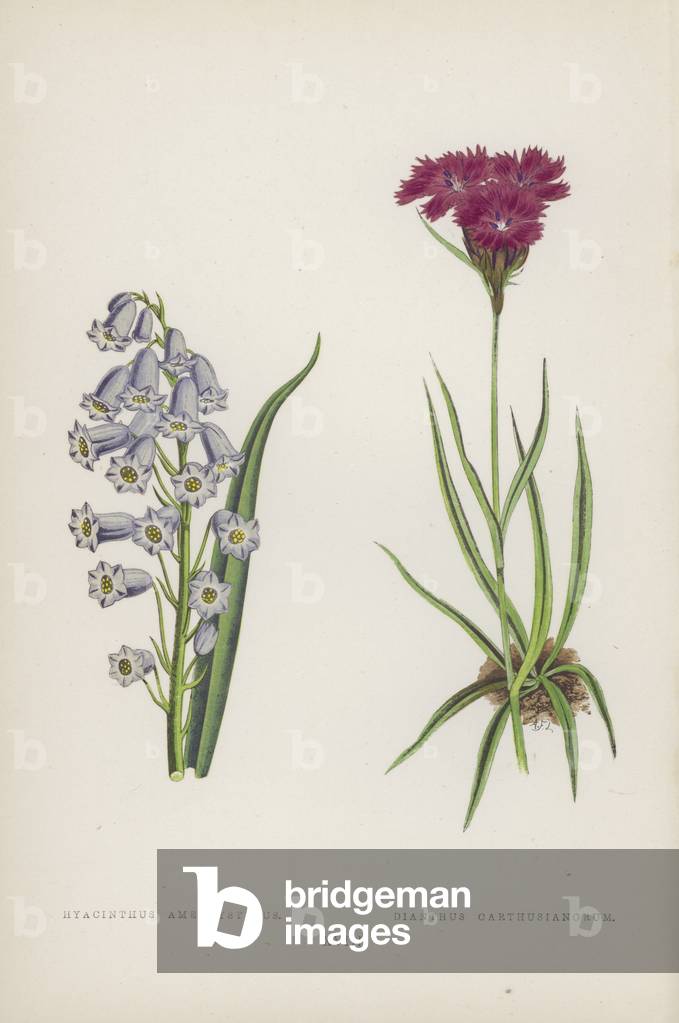 Hyacinthus Amethystinus; Dianthus Carthusianorum (colour litho)