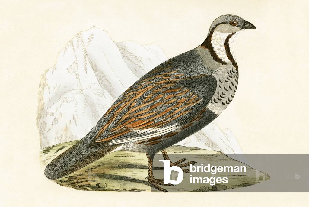 Caucasian Snow Partridge, illustration from 'A History of the Birds of Europe Not Observed in the British Isles' by Charles Robert Bree (1811-86), published 1867 (colour litho)