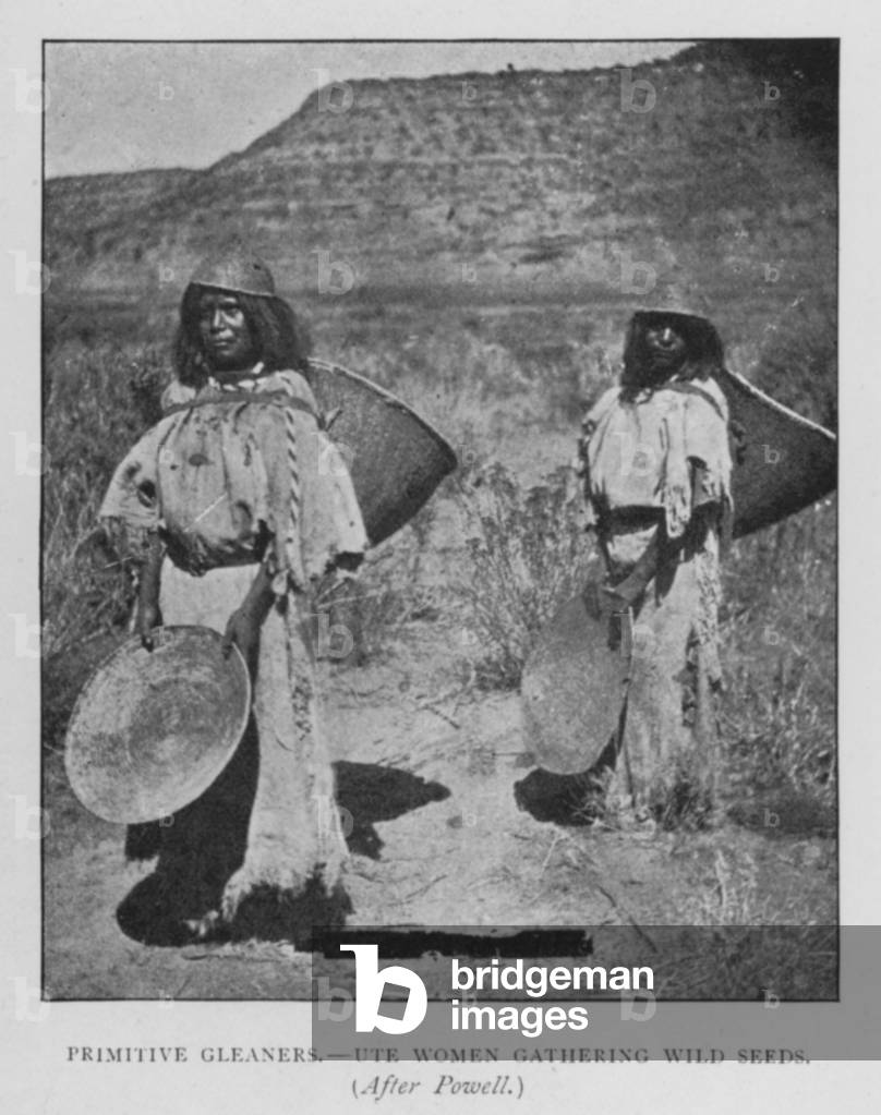 Primitive Gleaners, Ute Women gathering wild seeds (litho)
