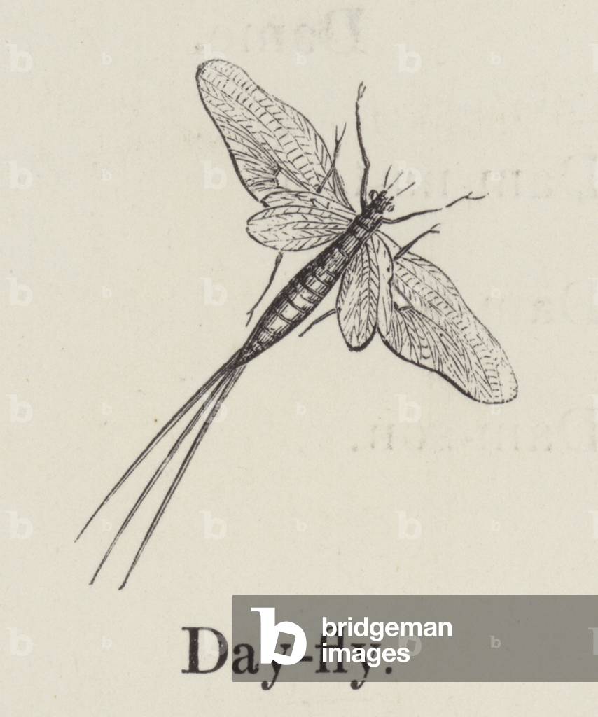 Dayfly (engraving)