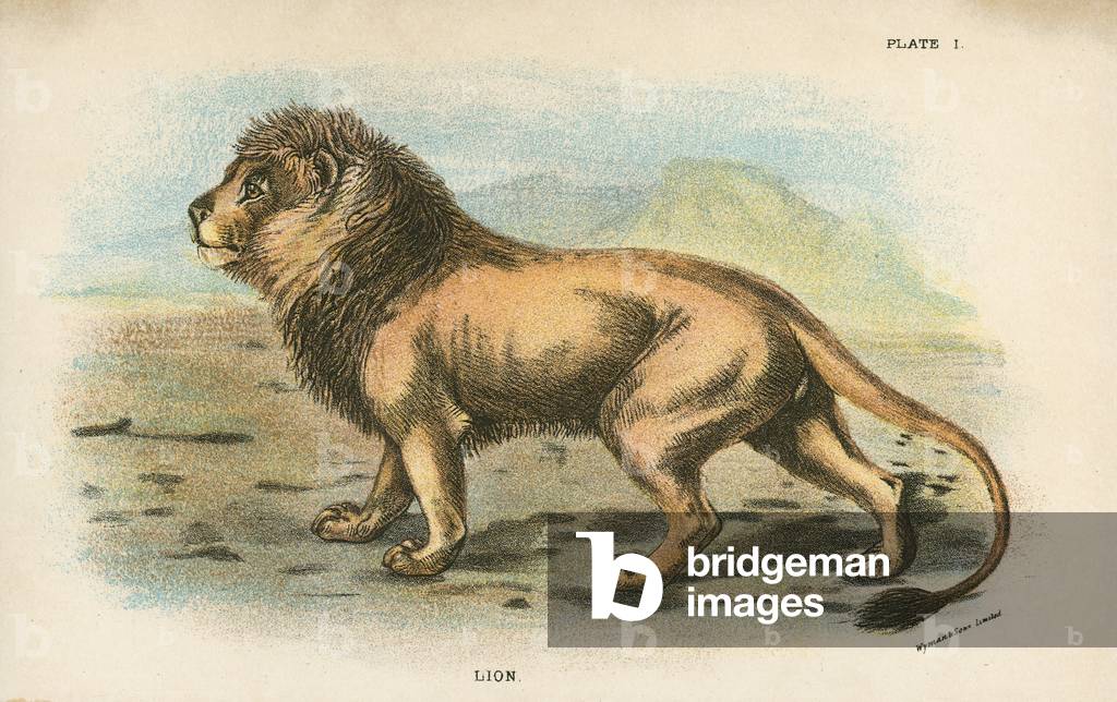 Lion
