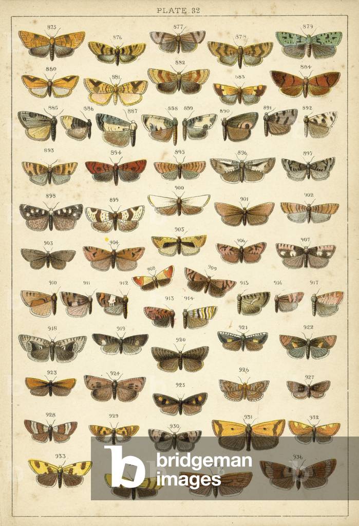 Plate from Our Country's Butterflies and Moths (chromolitho)