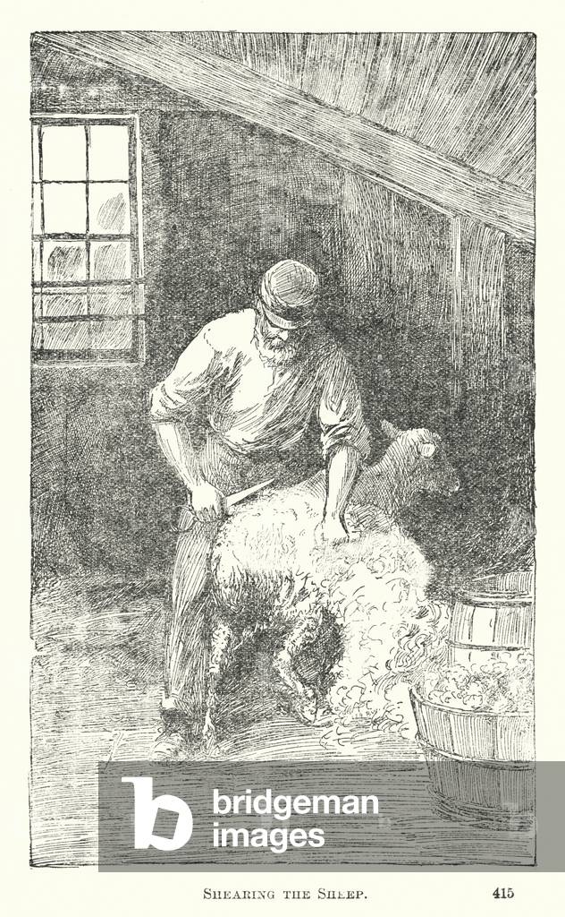 Shearing the sheep (engraving)