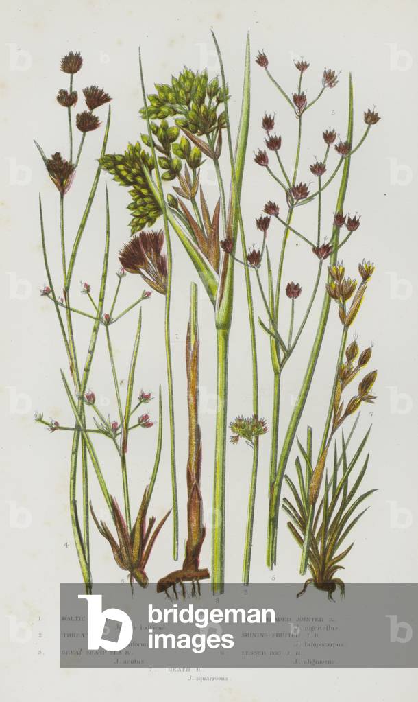 The Flowering Plants of Great Britain, c.1880 (litho)