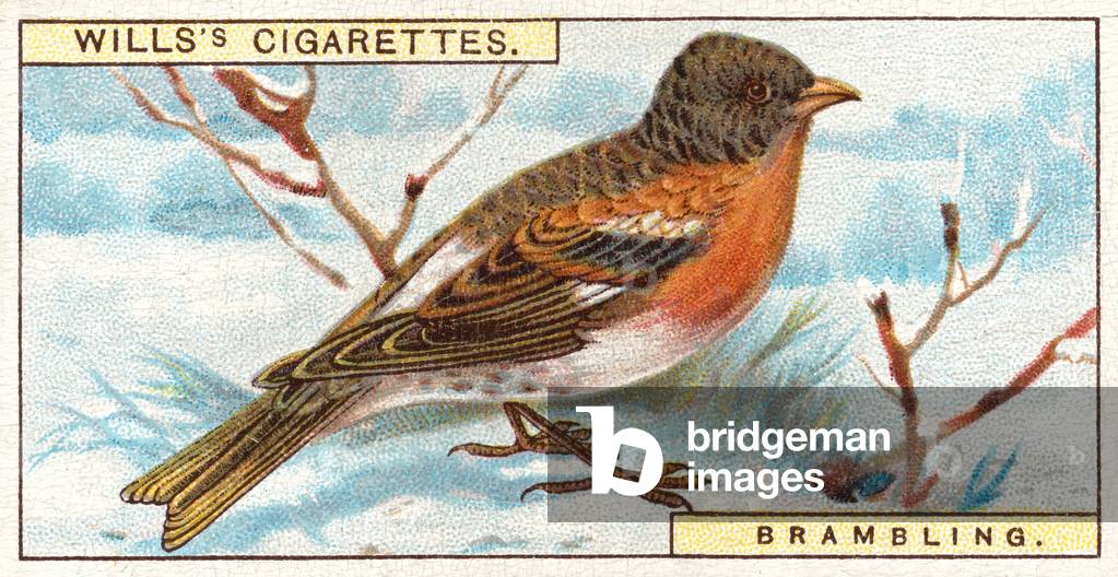 Brambling (chromolitho)