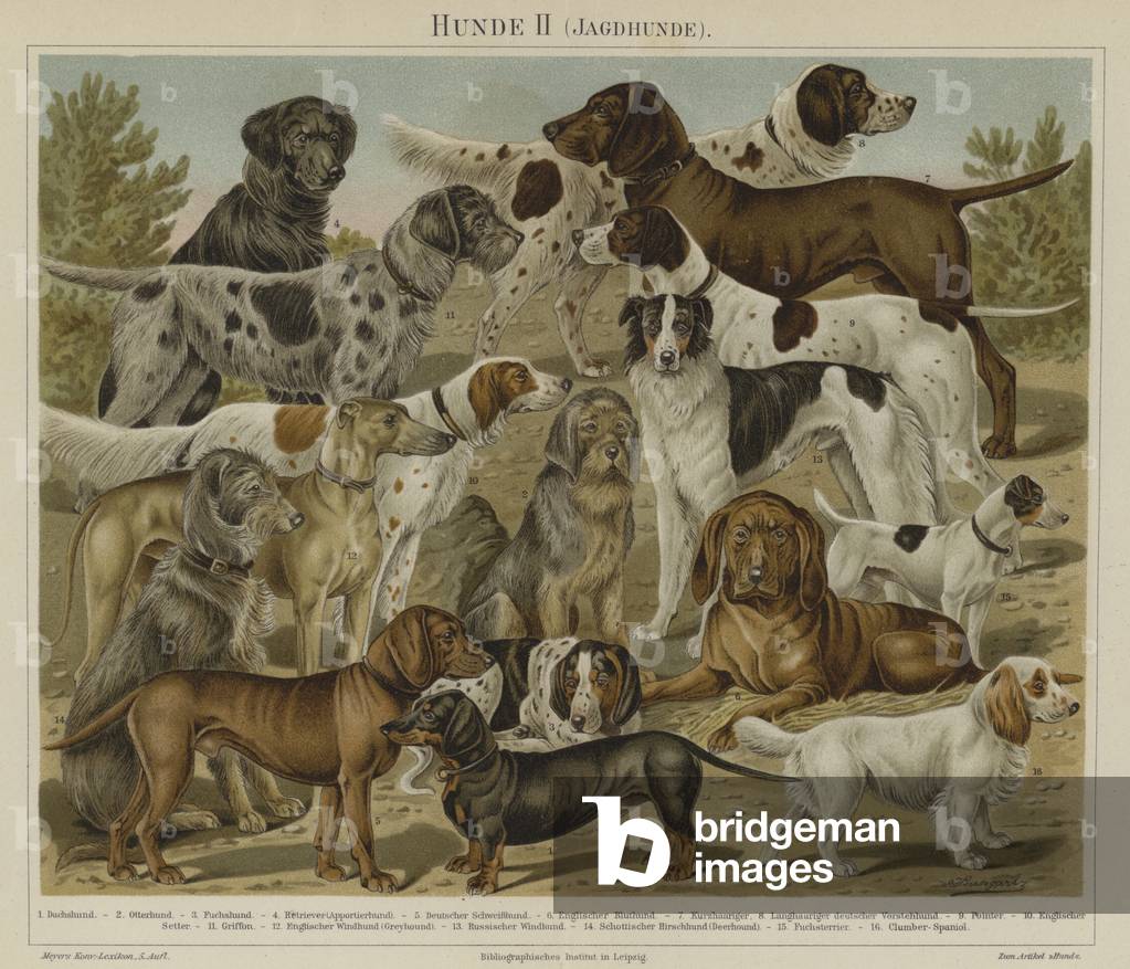 Hunting dogs (colour litho)