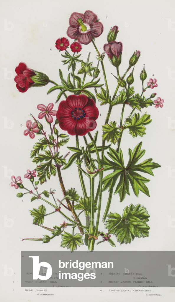 The Flowering Plants of Great Britain, c.1880 (litho)