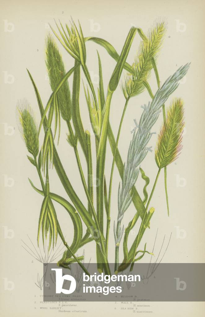 Upright Sea Lyme Grass, Pendulous Sea Lyme Grass, Wood Barley, Meadow Barley, Wall Barley, Sea Side Barley (colour litho)